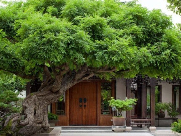 5 cây cảnh bị hiểu lầm mang xui xẻo, hóa ra lại là "cục nam châm" hút may, chiêu lộc, phú quý mãn đường