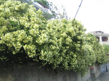 Nhà đẹp - Loại quả dại xưa cho không ai lấy nay thành đặc sản, trồng một lần ăn cả đời, còn giúp gia đình hút lộc