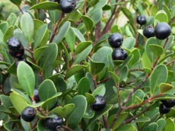 Quả dại mọc ven rừng nay thành đặc sản giá 150.000 đồng/kg, trồng một cây trong sân vườn sống thọ trăm năm, càng già càng có giá