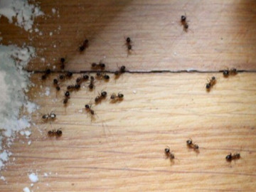 "Tuyệt chiêu" đuổi ruồi, kiến, gián ra khỏi nhà vĩnh viễn nhờ mẹo tự nhiên an toàn
