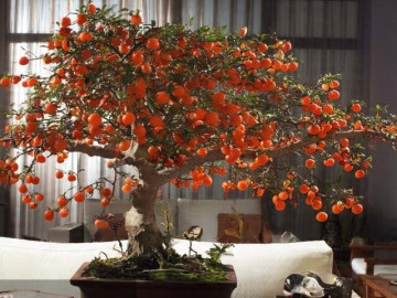 5 cây cảnh bonsai quý hơn vàng, trấn trạch, vượng khí, càng lâu năm càng linh, đời sau vẫn còn phúc