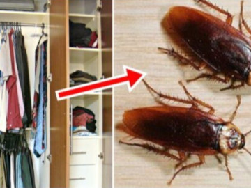 Đặt thứ này vào tủ quần áo, gián "khiếp sợ" không bao giờ dám bén mảng