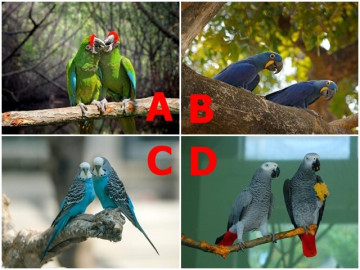 Yêu - Trắc nghiệm: Bạn và người ấy từng là gì của nhau ở kiếp trước? Chọn 1 cặp vẹt để biết câu trả lời