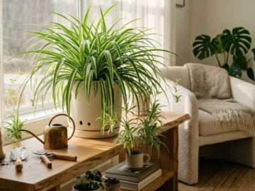 Nhà có 10 cây này chẳng lo mùi hôi, vừa làm sạch không khí, vừa dễ trồng, càng trồng càng thấy lợi