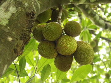 Loại quả đặc sản có ở Đồng Nai giá 55.000 đồng/kg, trồng sau nhà giúp hút lộc, thu hoạch quả suốt 30 năm