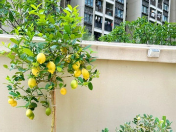 Nhà đẹp - Top 4 cây cảnh ăn được, vừa làm đẹp nhà, vừa cho thực phẩm sạch