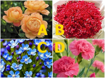 Yêu - Trắc nghiệm: Chọn 1 bông hoa, tiết lộ bạn sắp gặp đúng người hay lại dính "đào hoa xấu"