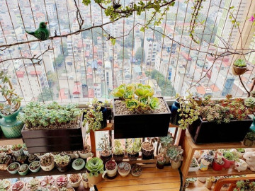 Nhà đẹp - Chọn cây phong thủy theo 12 con giáp để tiền tài rực rỡ