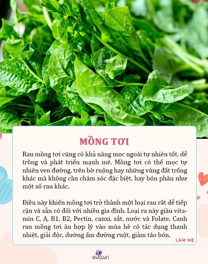 M&ugrave;a h&egrave;, 5 loại rau c&oacute; dư lượng thuốc trừ s&acirc;u bằng 0, d&ugrave; đắt đến đ&acirc;u mẹ cũng n&ecirc;n mua cho con ăn - 3