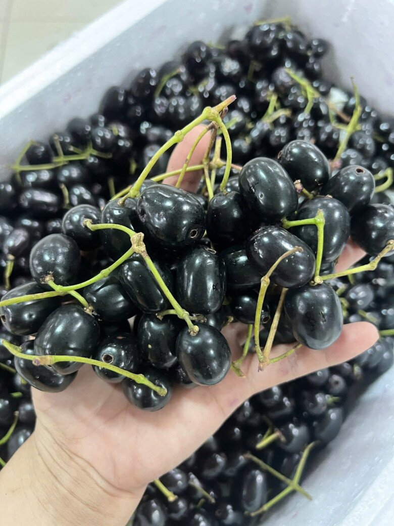 Loại quả xưa chín rụng đầy, nay thành đặc sản khoái khẩu ở thành phố giá 100.000 đ/kg, trồng một lần thu hoạch nhiều năm - 3