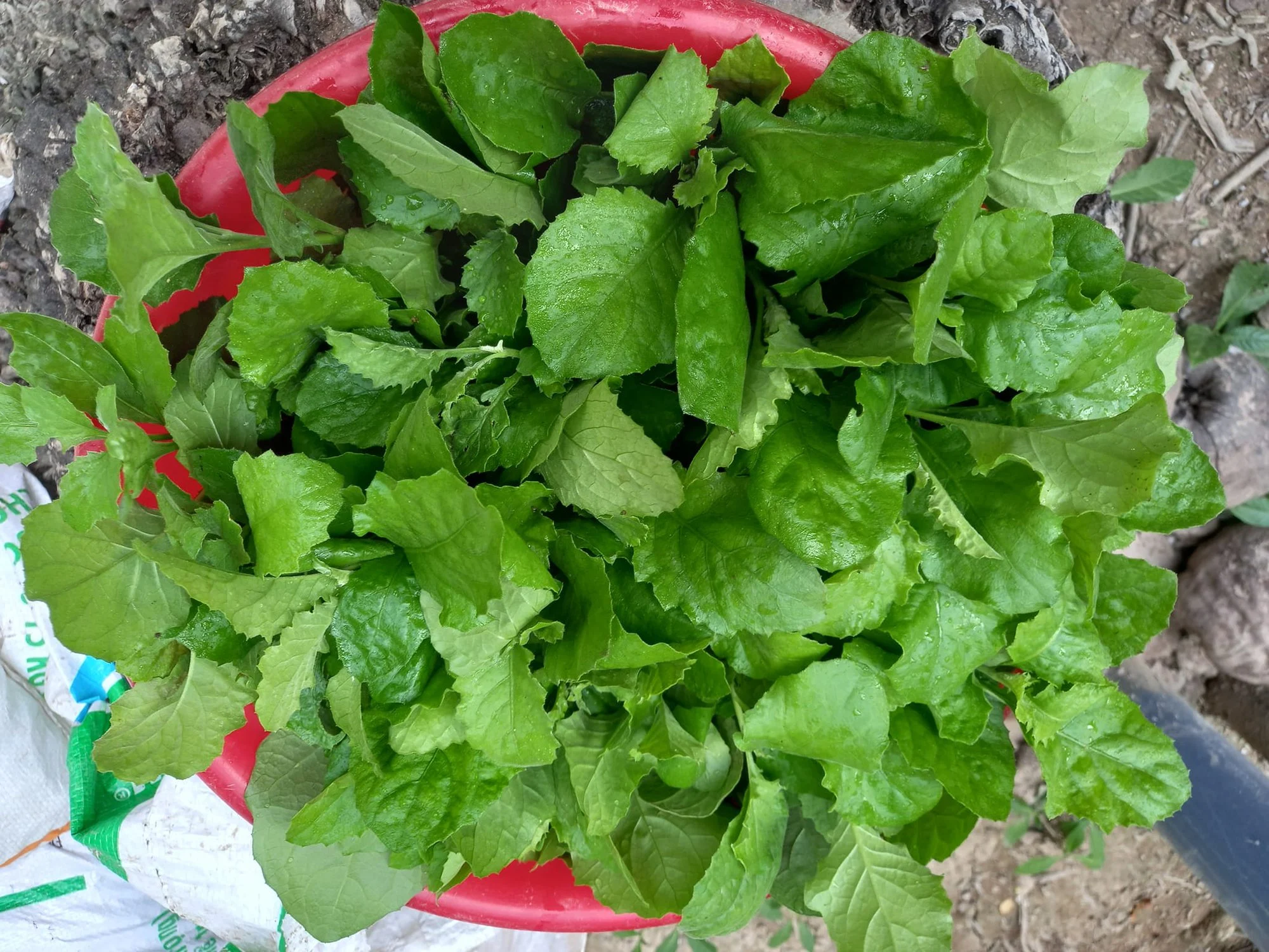 Cây dại có vị đắng nay thành đặc sản được ưa chuộng 60.000 đồng/kg, hái bán quanh năm - 3