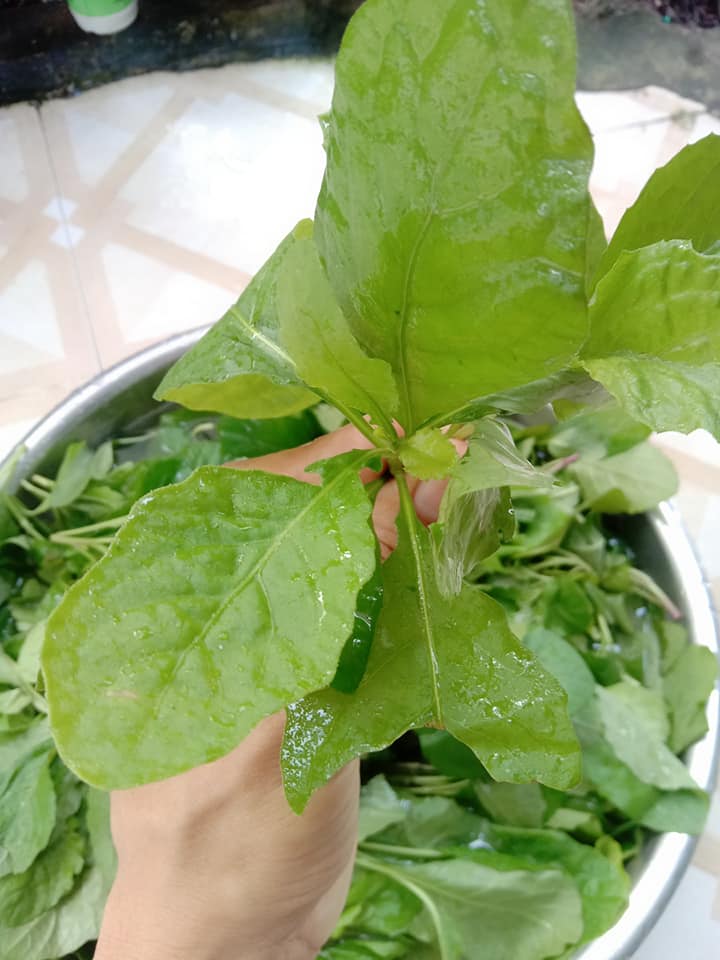 Cây dại có vị đắng nay thành đặc sản được ưa chuộng 60.000 đồng/kg, hái bán quanh năm - 2