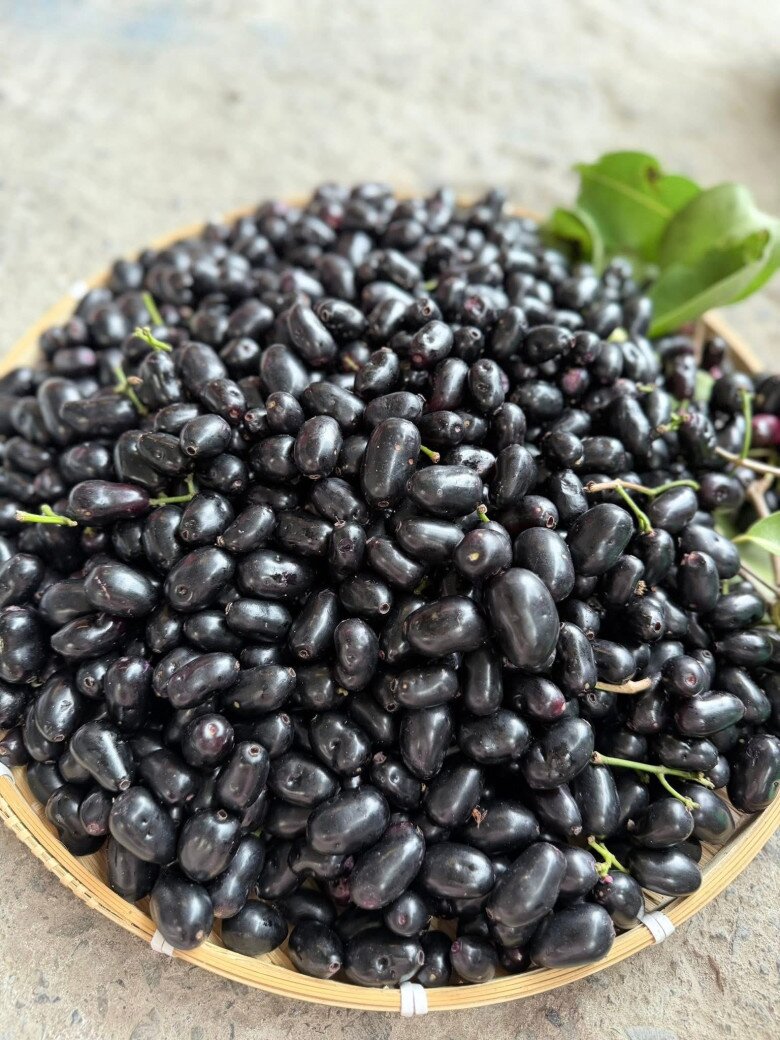 Loại quả xưa chín rụng đầy, nay thành đặc sản khoái khẩu ở thành phố giá 100.000 đ/kg, trồng một lần thu hoạch nhiều năm - 2