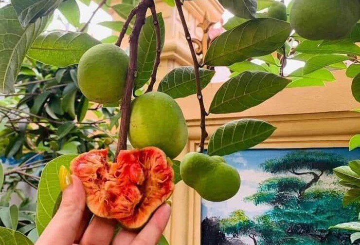 Loại quả mọc bờ rào xưa rụng đầy, nay thành đặc sản được ưa chuộng giá 200.000 đ/kg, trồng một lần thu hoạch nhiều năm - 2