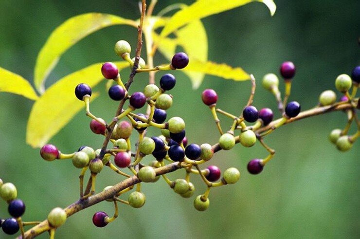 Loại quả xưa rụng đầy gốc nay thành đặc sản ở thành phố, trồng một lần thu hoạch nhiều năm, 250.000 đồng/kg - 3