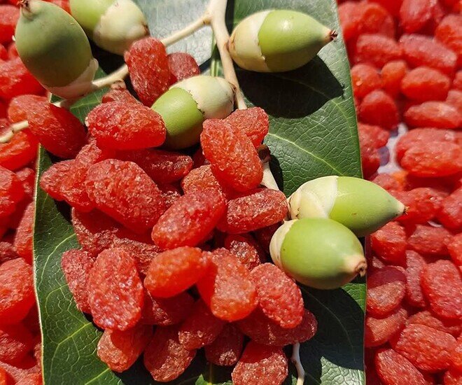 Loại quả mọc bờ rào xưa rụng đầy, nay thành đặc sản được ưa chuộng giá 200.000 đ/kg, trồng một lần thu hoạch nhiều năm - 1