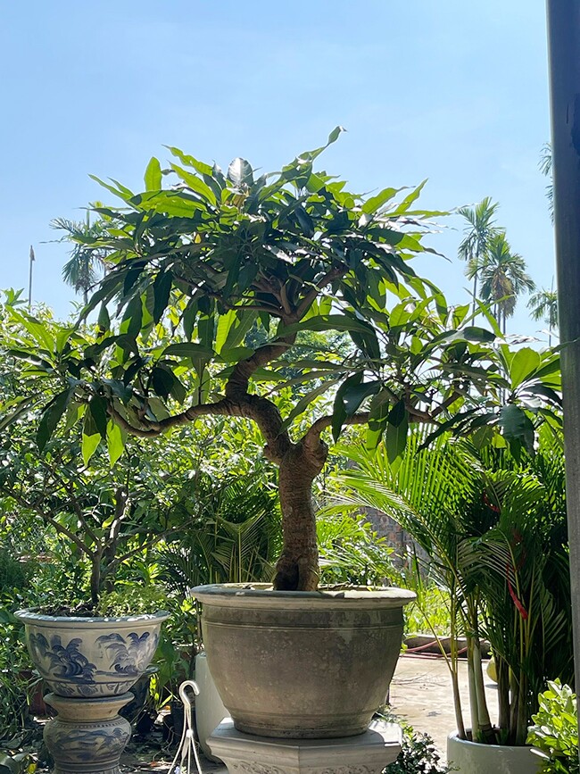 Cây ăn quả ở quê amp;#34;lên chậuamp;#34; thành bonsai đẹp lạ, có cây giá vài chục triệu đồng, mang nhiều ý nghĩa phong thủy - 3