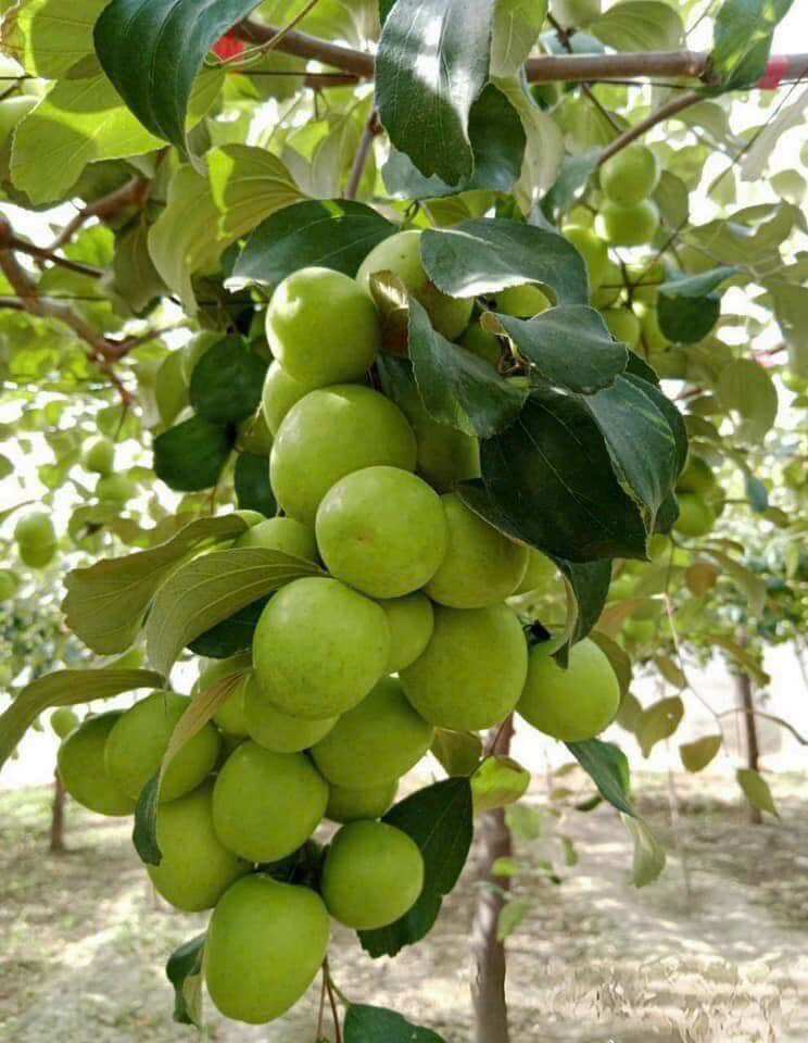 Loại quả mọc bờ rào xưa rụng đầy gốc, nay thành đặc sản được ưa chuộng giá 85.000 đ/kg, trồng một lần thu hoạch nhiều năm - 3