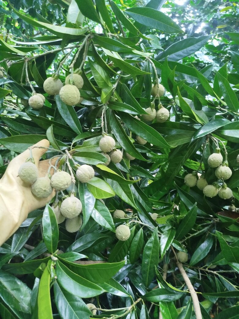 Loại quả xưa chín rụng đầy gốc, nay thành đặc sản ở thành phố giá 100.000 đ/kg, trồng một lần thu hoạch nhiều năm - 4