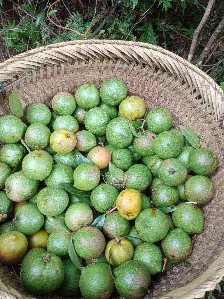 Loại quả xưa chín rụng đầy gốc, nay thành đặc sản ở thành phố giá 55.000 đ/kg, trồng một lần thu hoạch nhiều năm - 3
