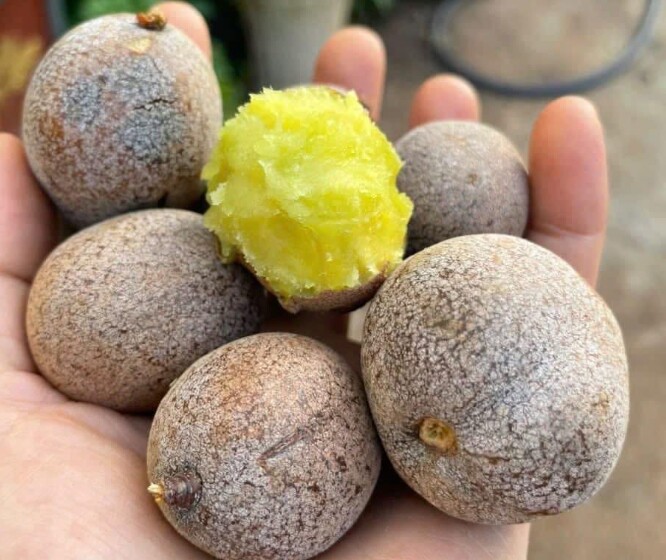 Loại quả xưa chín rụng đầy gốc, nay thành đặc sản được ưa chuộng giá 75.000 đ/kg, trồng một lần thu hoạch nhiều năm - 2