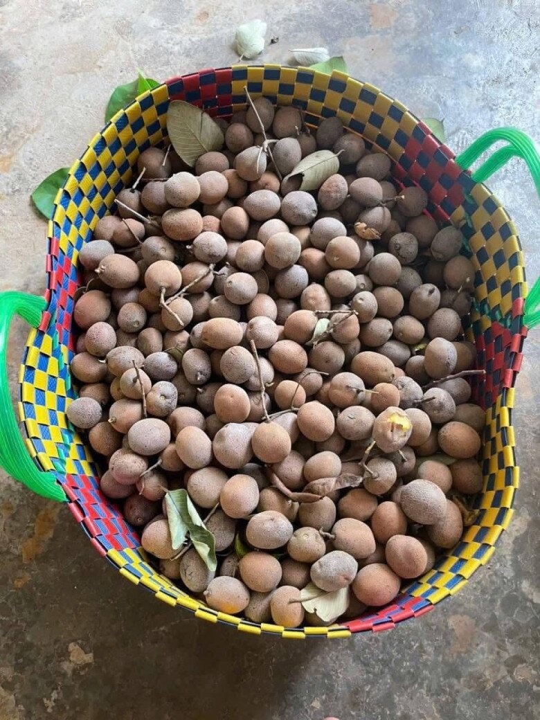 Loại quả xưa chín rụng đầy gốc, nay thành đặc sản được ưa chuộng giá 75.000 đ/kg, trồng một lần thu hoạch nhiều năm - 3