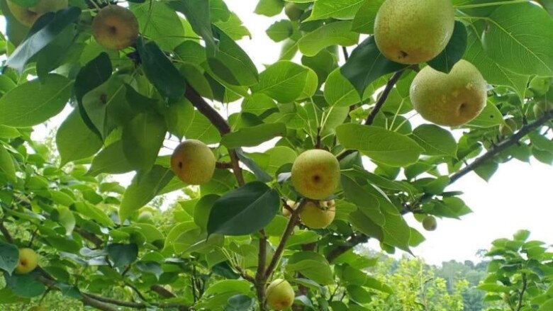 Loại quả “tốt nhất thế giới” chỉ có ở Lào Cai giá 65.000 đ/kg, trồng một lần thu hoạch nhiều năm, thành đặc sản tốt cho sức khỏe - 2