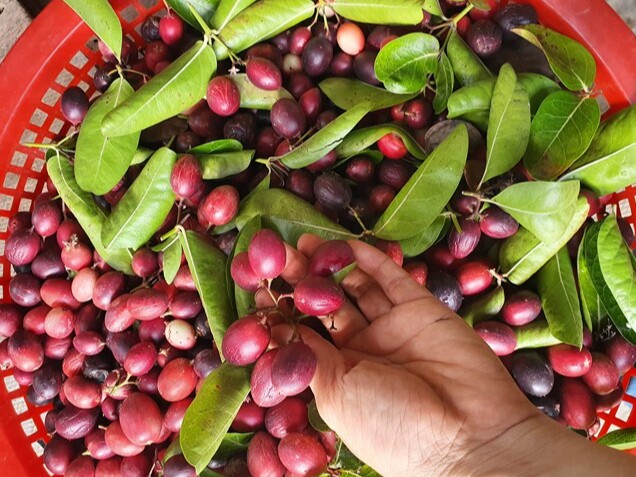 Loại quả mọc bờ rào xưa rụng đầy, nay thành đặc sản nổi tiếng được ưa chuộng, trồng một lần thu hoạch nhiều năm - 3