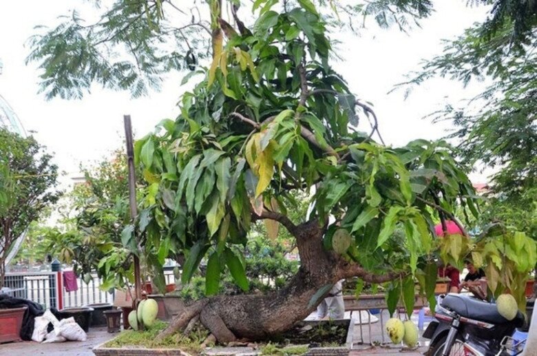 Cây ăn quả ở quê amp;#34;lên chậuamp;#34; thành bonsai đẹp lạ, có cây giá vài chục triệu đồng, mang nhiều ý nghĩa phong thủy - 4