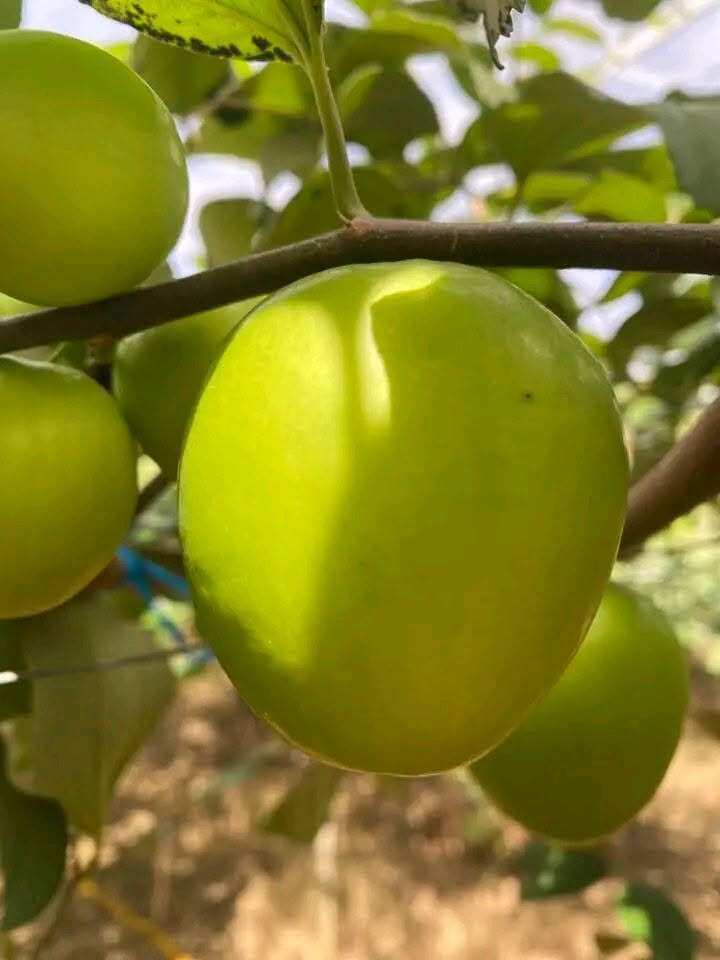 Loại quả mọc bờ rào xưa rụng đầy gốc, nay thành đặc sản được ưa chuộng giá 85.000 đ/kg, trồng một lần thu hoạch nhiều năm - 2