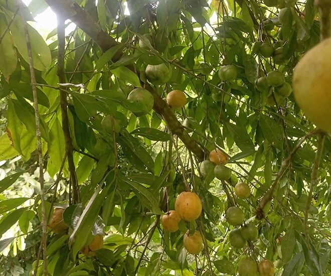 Loại quả xưa chín rụng đầy gốc, nay thành đặc sản ở thành phố giá 55.000 đ/kg, trồng một lần thu hoạch nhiều năm - 1