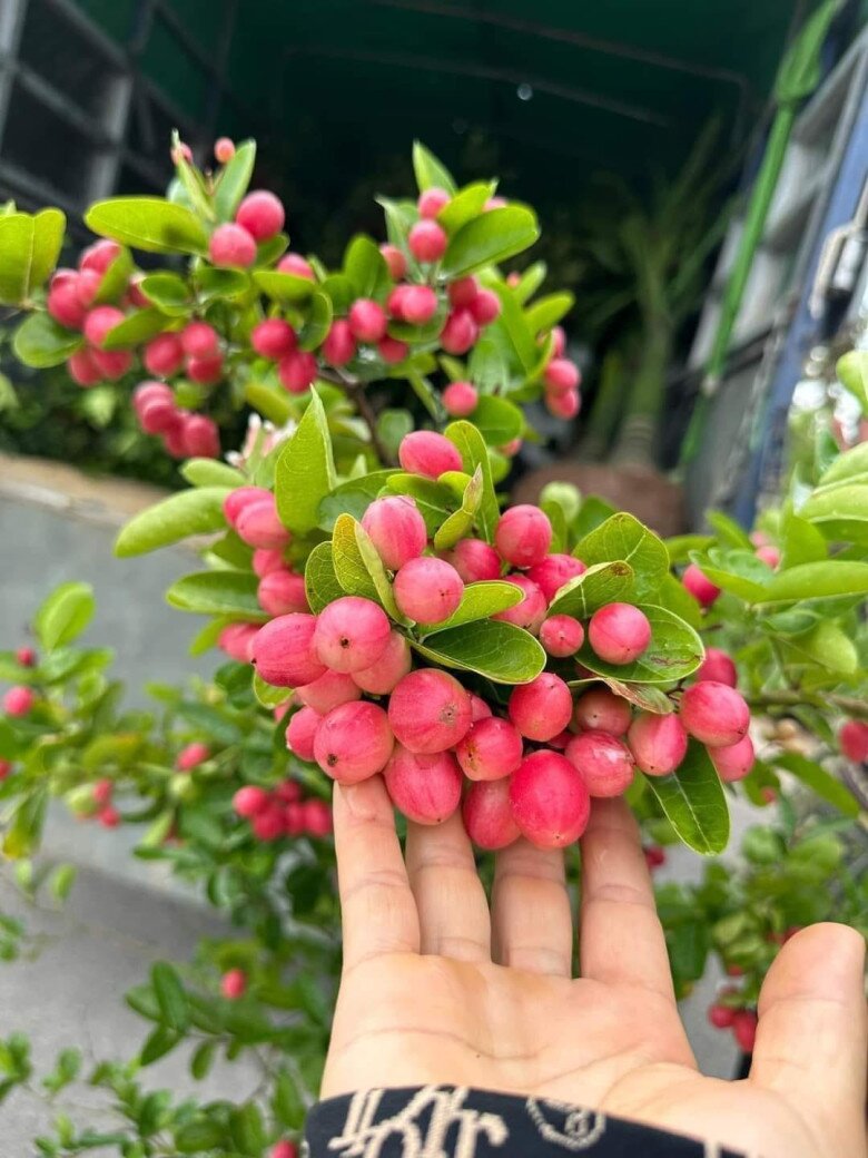 Loại quả xưa chín rụng không ai ngó ngàng, nay thành đặc sản giải nhiệt mùa hè nổi tiếng, dân thành phố ưa chuộng - 3
