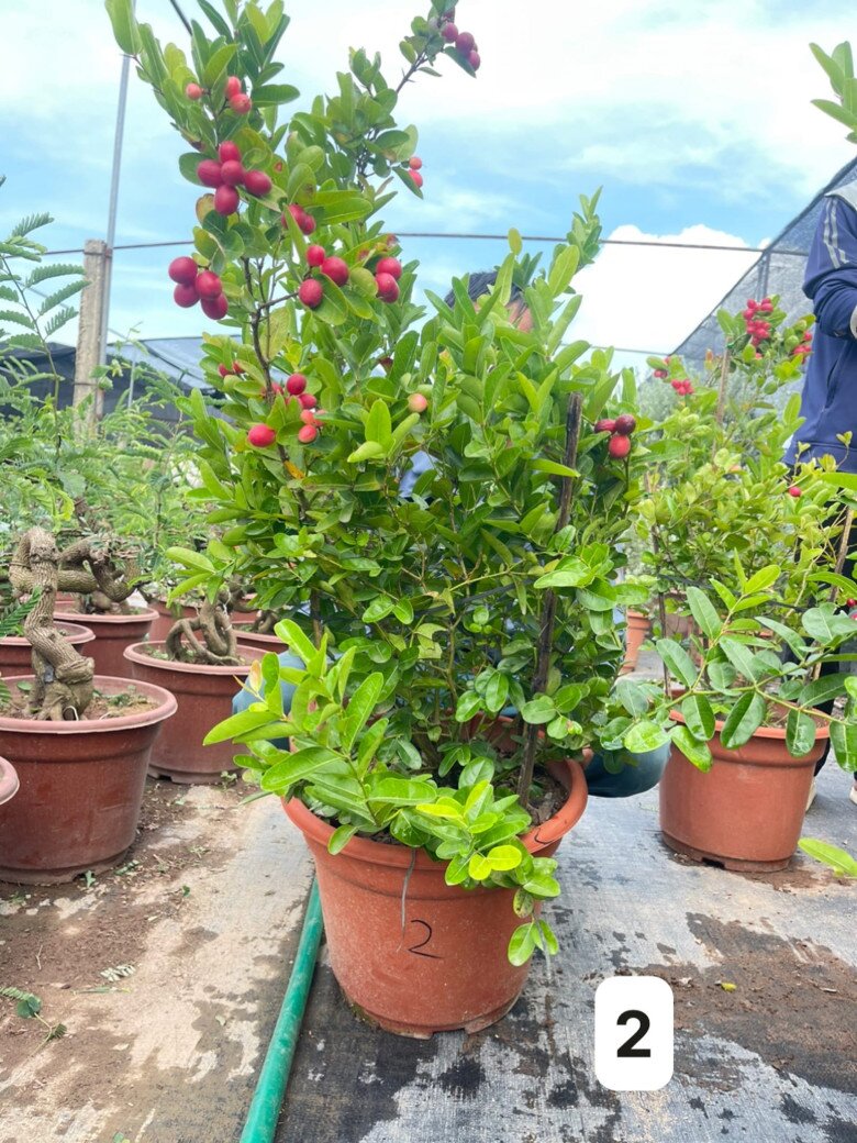 Loại quả xưa chín rụng không ai ngó ngàng, nay thành đặc sản giải nhiệt mùa hè nổi tiếng, dân thành phố ưa chuộng - 4