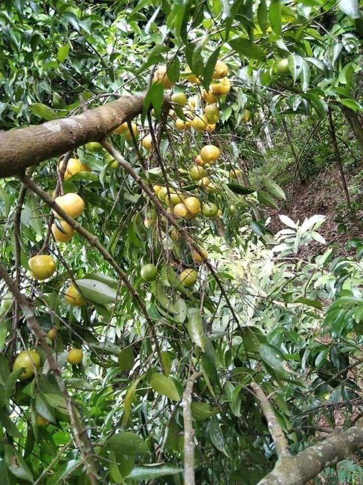 Loại quả xưa chín rụng đầy gốc, nay thành đặc sản ở thành phố giá 55.000 đ/kg, trồng một lần thu hoạch nhiều năm - 5