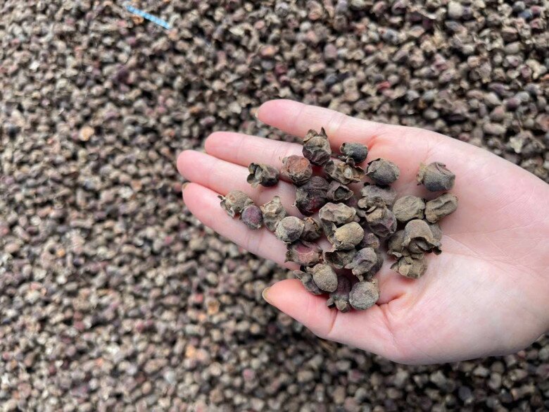 Loại quả xưa chín rụng đầy, nay thành đặc sản được ưa chuộng ở thành phố giá 150.000 đ/kg, trồng một lần thu hoạch nhiều năm - 3