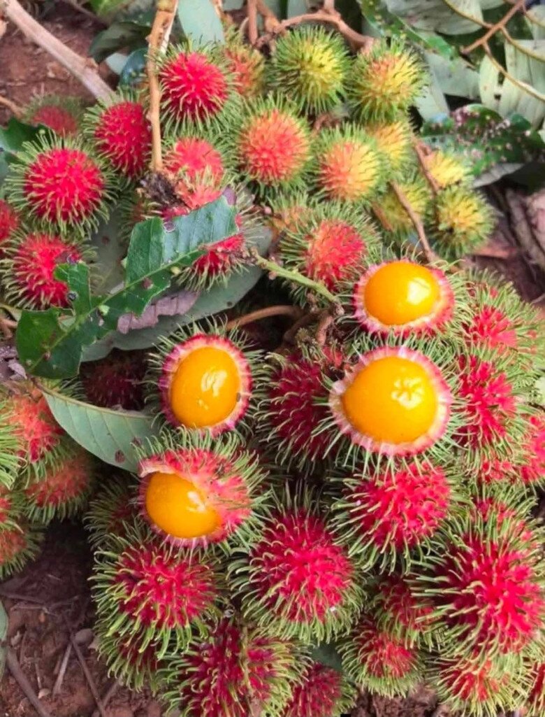 Loại quả xưa chín rụng đầy, nay thành đặc sản được ưa chuộng giá 60.000 đ/kg, trồng một lần thu hoạch nhiều năm - 2