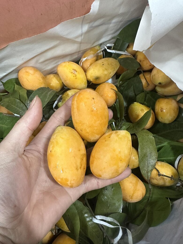 Loại quả xưa rụng đầy không ai ngó ngàng, nay thành đặc sản nổi tiếng khắp nơi 70.000 đ/kg, trồng một lần thu hoạch nhiều năm - 4