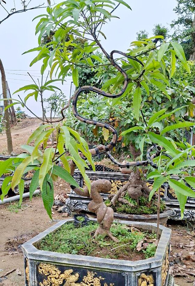 Cây ăn quả ở quê amp;#34;lên chậuamp;#34; thành bonsai đẹp lạ, có cây giá vài chục triệu đồng, mang nhiều ý nghĩa phong thủy - 2