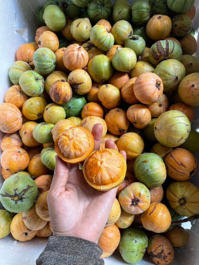 Loại quả xưa chín rụng đầy gốc, nay thành đặc sản ở thành phố giá 55.000 đ/kg, trồng một lần thu hoạch nhiều năm - 4