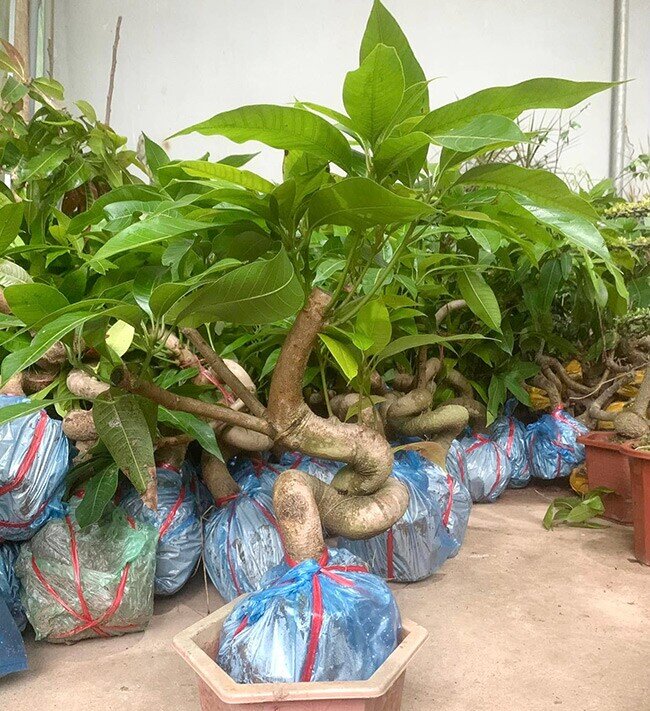 Cây ăn quả ở quê amp;#34;lên chậuamp;#34; thành bonsai đẹp lạ, có cây giá vài chục triệu đồng, mang nhiều ý nghĩa phong thủy - 5
