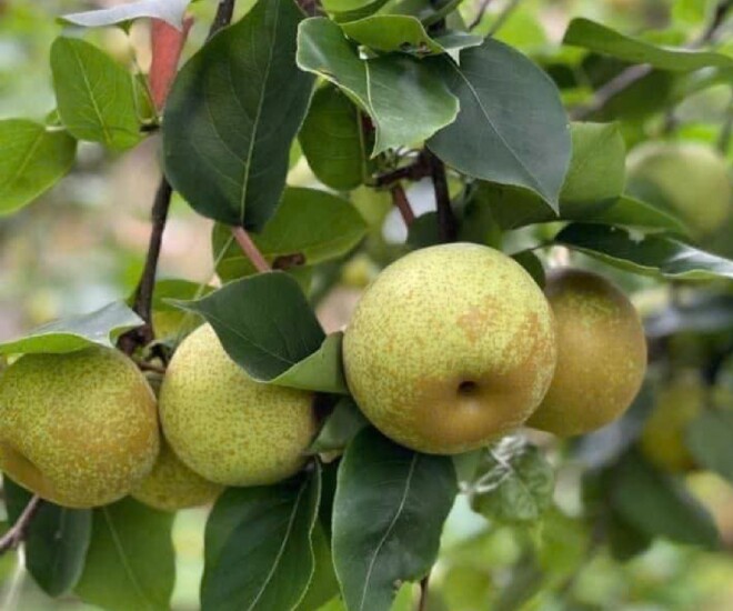 Loại quả “tốt nhất thế giới” chỉ có ở Lào Cai giá 65.000 đ/kg, trồng một lần thu hoạch nhiều năm, thành đặc sản tốt cho sức khỏe - 1