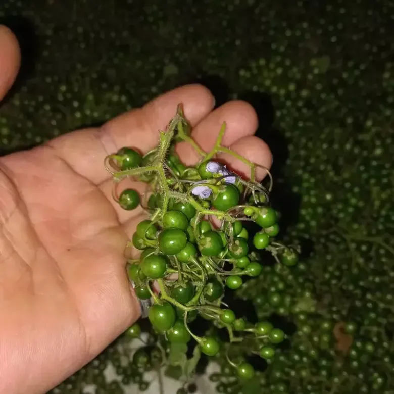 Loại quả xưa rụng đầy gốc không ai ngó ngàng, giờ thành đặc sản được dân thành phố săn lùng, 200.000 đồng/kg - 1