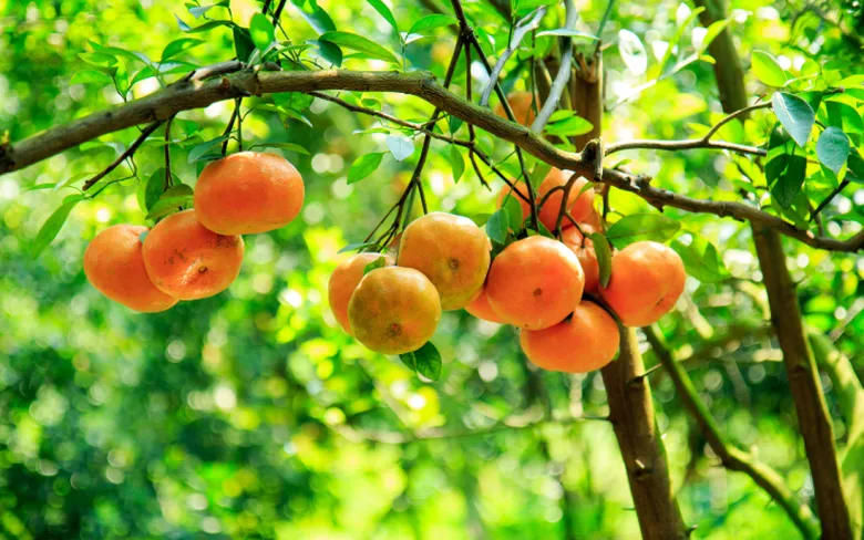 Loại quả xưa không ai ngó ngàng, nay thành đặc sản 65.000 đ/kg trồng một lần hái bán nhiều năm, người thành phố thích mê - 3