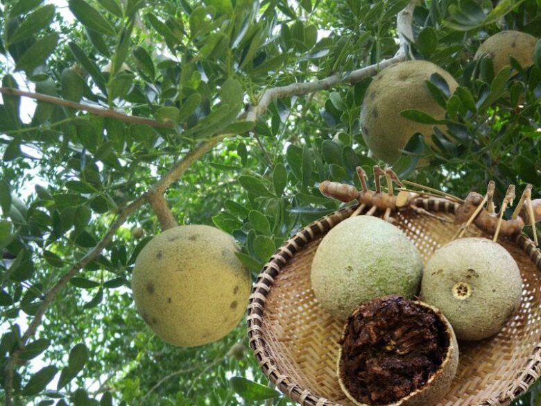Loại quả mọc bờ rào xưa rụng đầy gốc, nay thành đặc sản ở thành phố giá 90.000 đ/kg, trồng một lần thu hoạch nhiều năm - 2