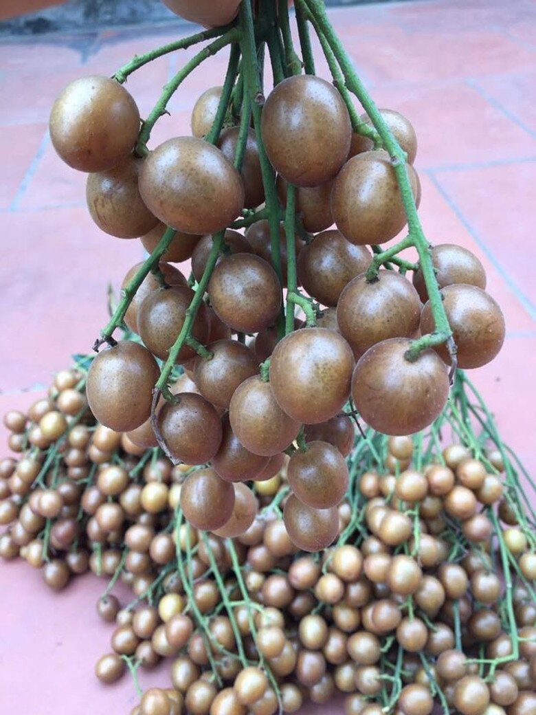 Loại quả xưa chín rụng đầy gốc, nay thành đặc sản được ưa chuộng giá 40.000 đ/kg, trồng một lần thu hoạch nhiều năm - 2