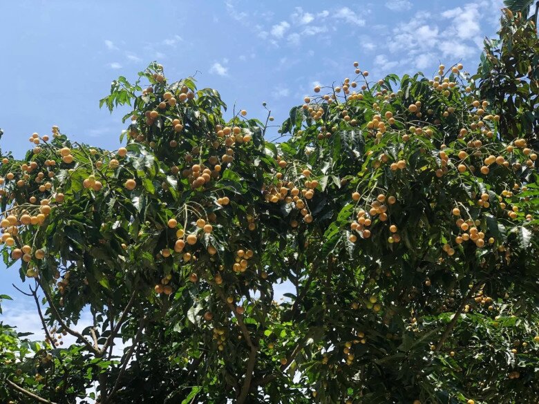 Loại quả xưa chín rụng đầy gốc, nay thành đặc sản được ưa chuộng giá 40.000 đ/kg, trồng một lần thu hoạch nhiều năm - 4