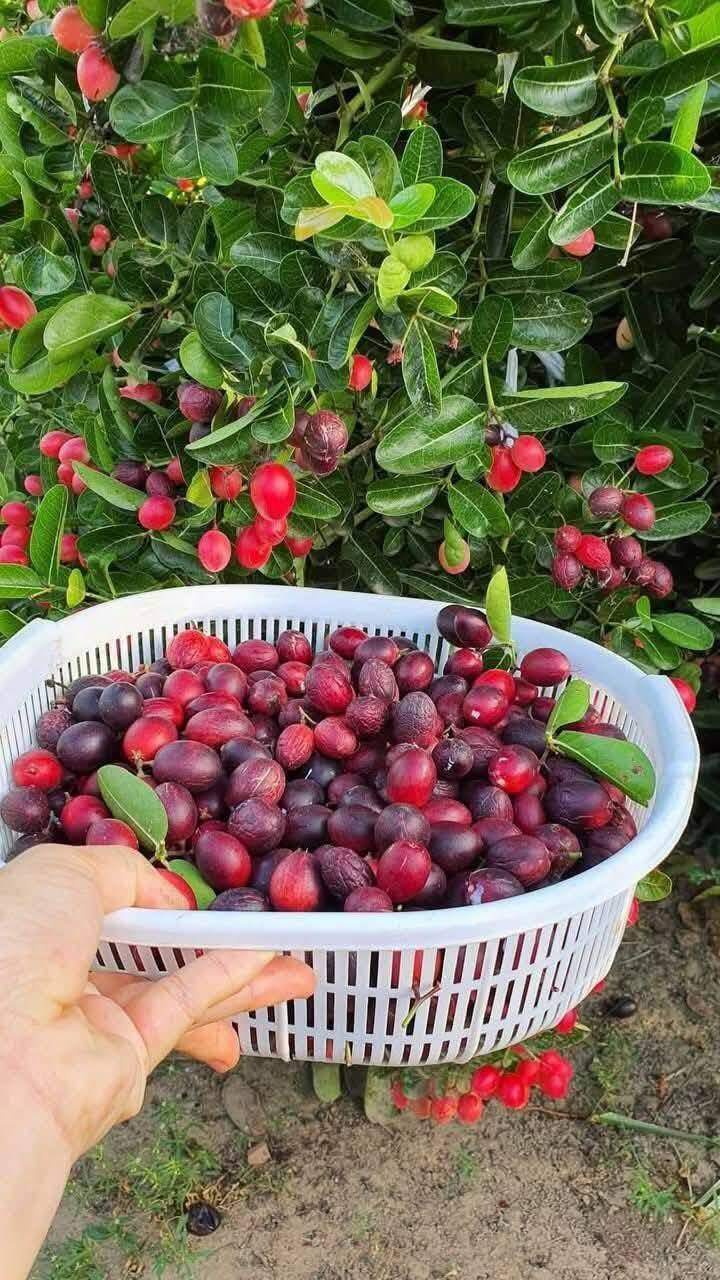 Loại quả xưa chín rụng không ai ngó ngàng, nay thành đặc sản giải nhiệt mùa hè nổi tiếng, dân thành phố ưa chuộng - 2