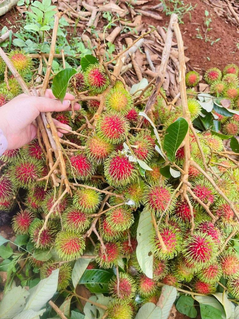 Loại quả xưa chín rụng đầy, nay thành đặc sản được ưa chuộng giá 60.000 đ/kg, trồng một lần thu hoạch nhiều năm - 3