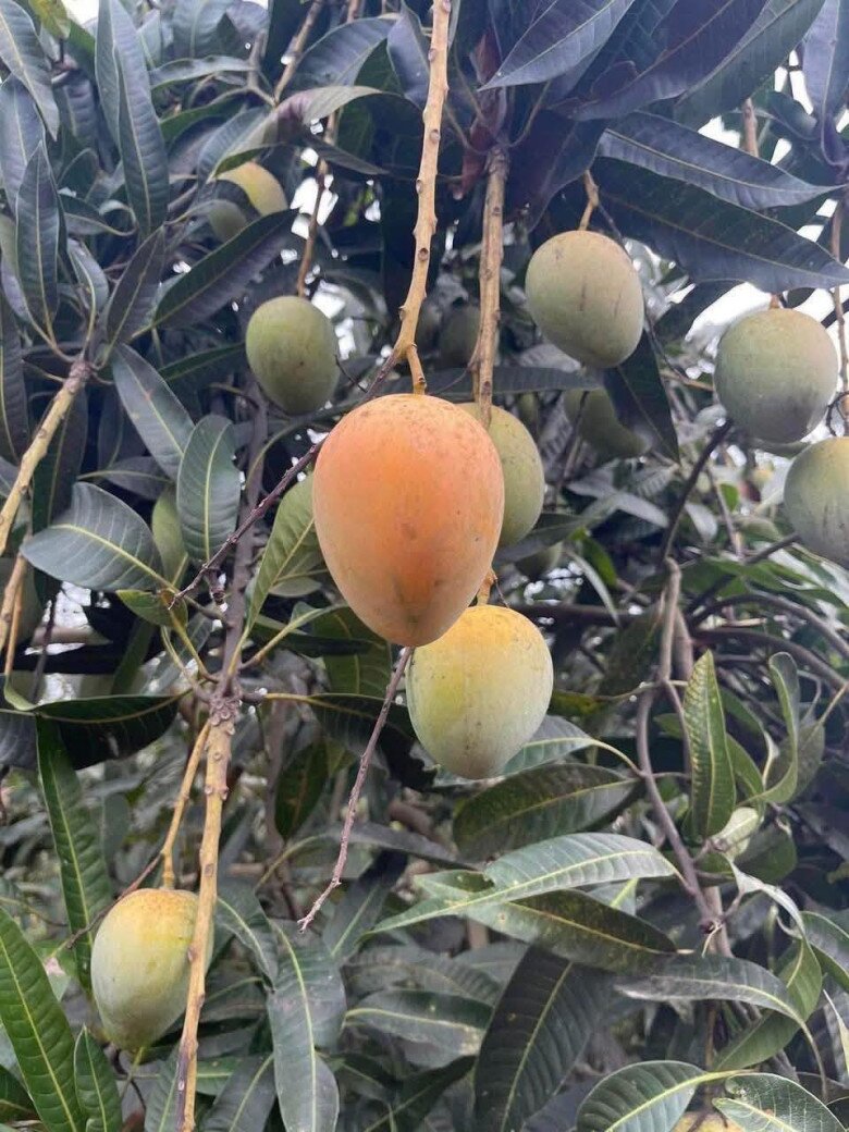 Loại quả mọc bờ rào xưa rụng đầy gốc, nay thành đặc sản được ưa chuộng giá 50.000 đ/kg, trồng một lần thu hoạch nhiều năm - 3