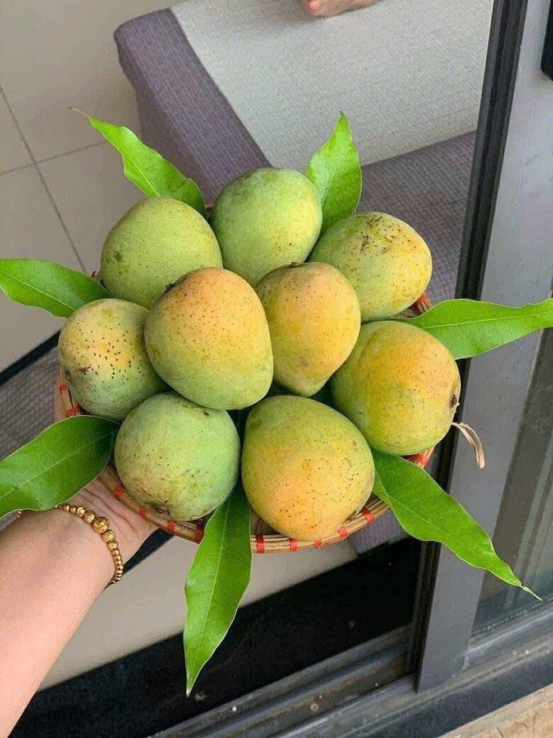Loại quả mọc bờ rào xưa rụng đầy gốc, nay thành đặc sản được ưa chuộng giá 50.000 đ/kg, trồng một lần thu hoạch nhiều năm - 4